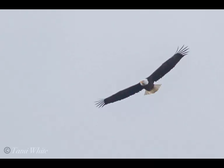 Birds at Fort Meadow Reservoir in Marlborough Sudbury Valley Trustees