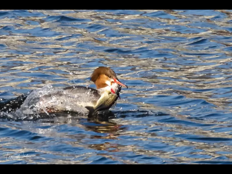 Birds at Fort Meadow Reservoir in Marlborough Sudbury Valley Trustees