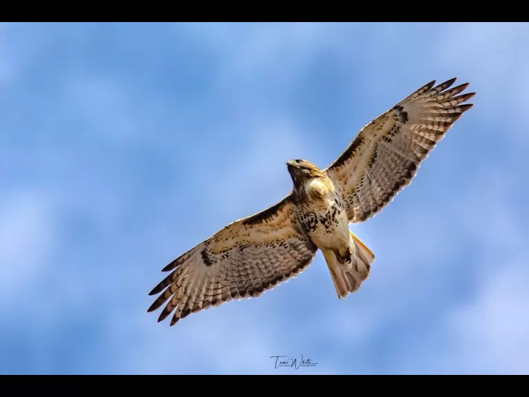 A bald eagle at Fort Meadow Reservoir in Marlborough, photographed by Tami White.