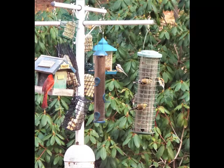 American goldfinches in Harvard, photographed by Robin Right.