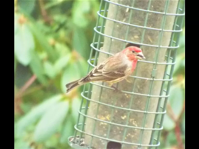 American goldfinches in Harvard, photographed by Robin Right.