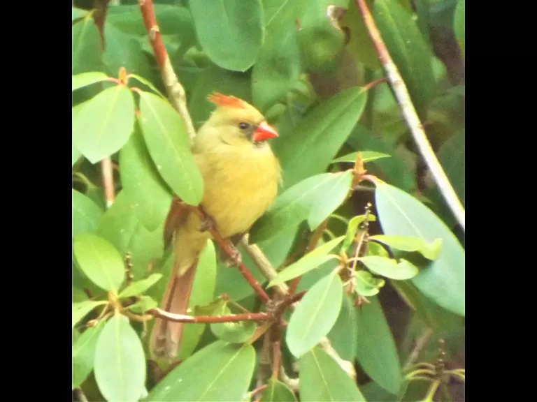 American goldfinches in Harvard, photographed by Robin Right.