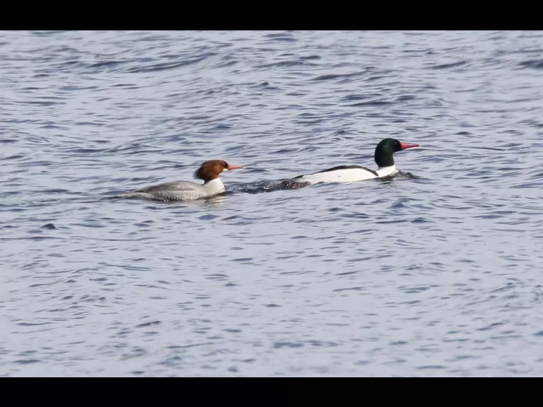 A bufflehead on the Sudbury Reservoir in Southborough, photographed by Steve Forman.
