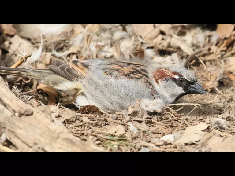A Canada goose at Hager Pond in Marlborough, photographed by Steve Forman.