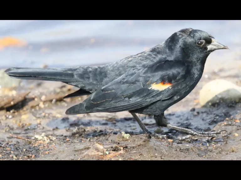 An American crow at Great Meadows National Wildlife Refuge in Concord.