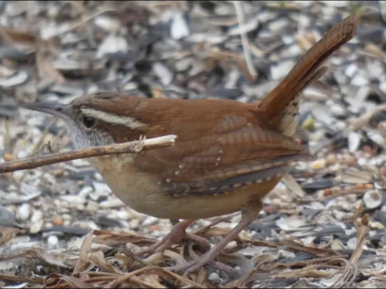 A Carolina wren in Sudbury, photographed by Sharon Tentarelli.