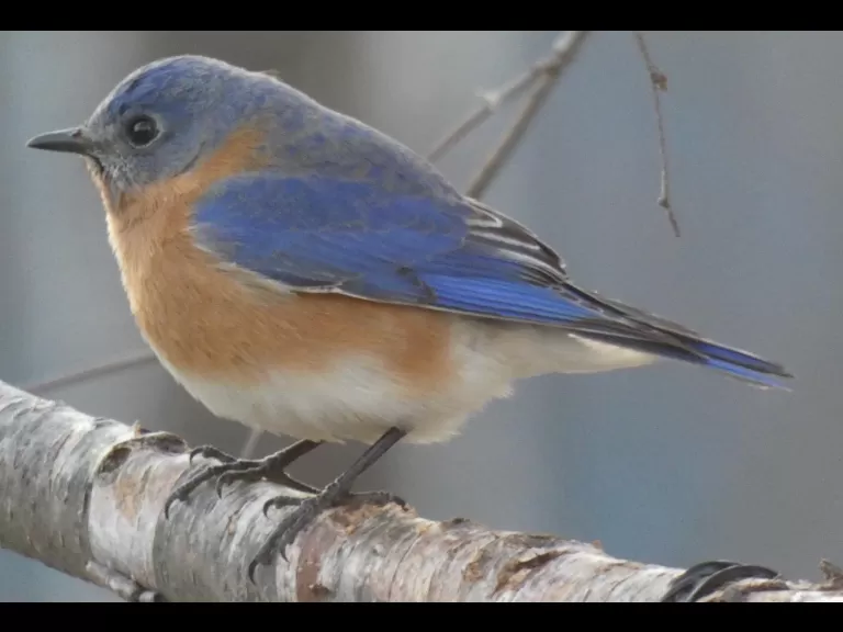 A Carolina wren in Sudbury, photographed by Sharon Tentarelli.