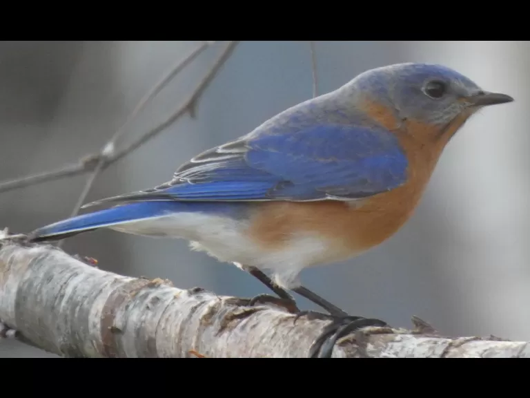 A Carolina wren in Sudbury, photographed by Sharon Tentarelli.
