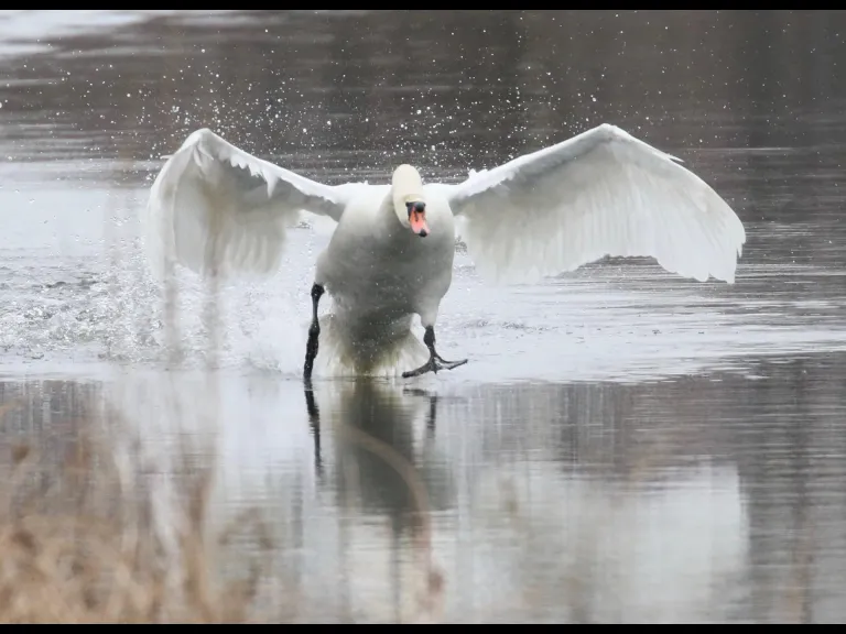 A mute swan on Hager Pond in Marlborough, photographed by Steve Forman.