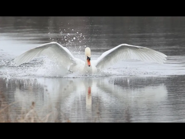 A mute swan on Hager Pond in Marlborough, photographed by Steve Forman.