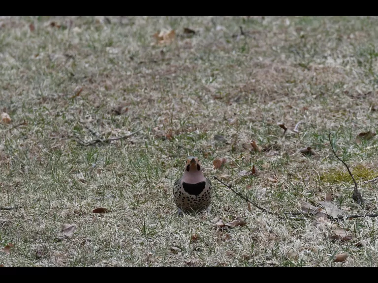A northern flicker in Maynard, photographed by Gail Sartori.
