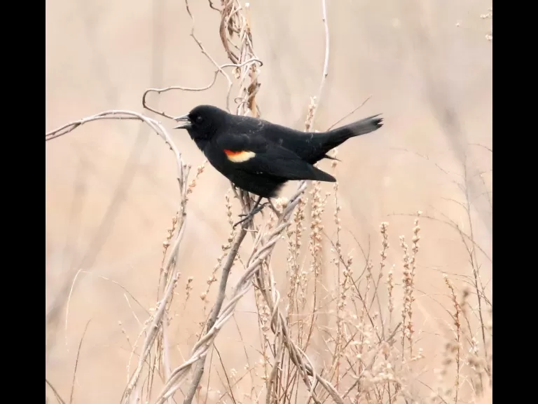A red-winged blackbird at Breakneck Hill Conservation Land in Southborough, photographed by Steve Forman.