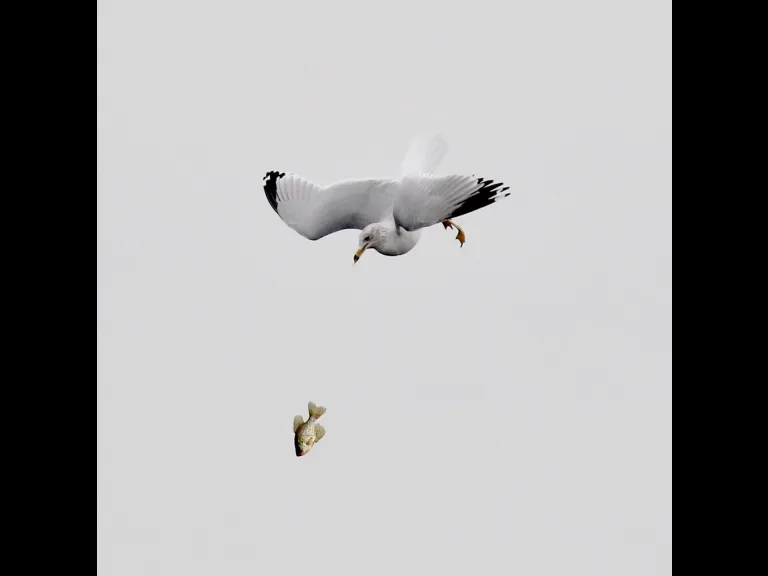 A mute swan on Hager Pond in Marlborough, photographed by Steve Forman.