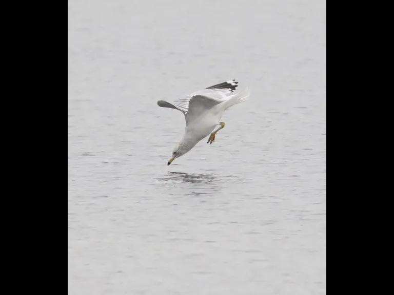 A mute swan on Hager Pond in Marlborough, photographed by Steve Forman.