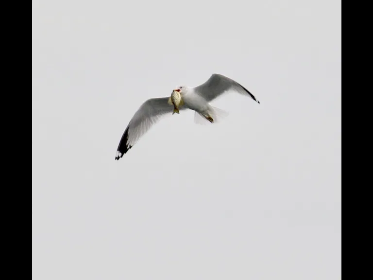 A mute swan on Hager Pond in Marlborough, photographed by Steve Forman.