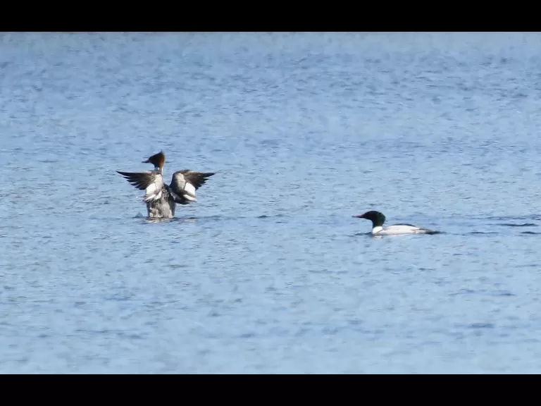 A pair of common mergansers at Bartlett Pond in Northborough, photographed by Steve Forman.