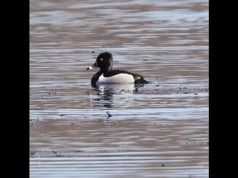 A pair of common mergansers at Bartlett Pond in Northborough, photographed by Steve Forman.