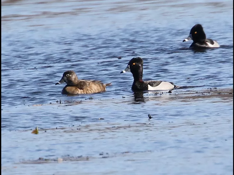 A pair of common mergansers at Bartlett Pond in Northborough, photographed by Steve Forman.