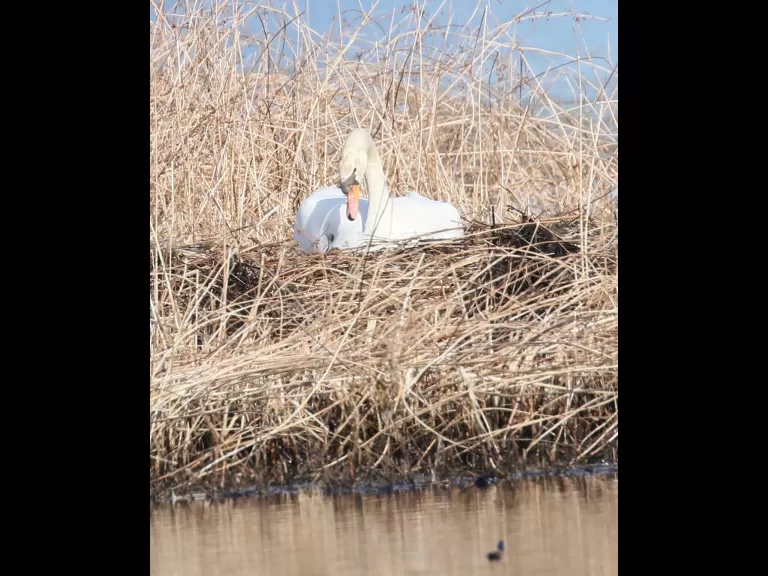 A mute swan at Bartlett Pond in Northborough, photographed by Steve Forman.