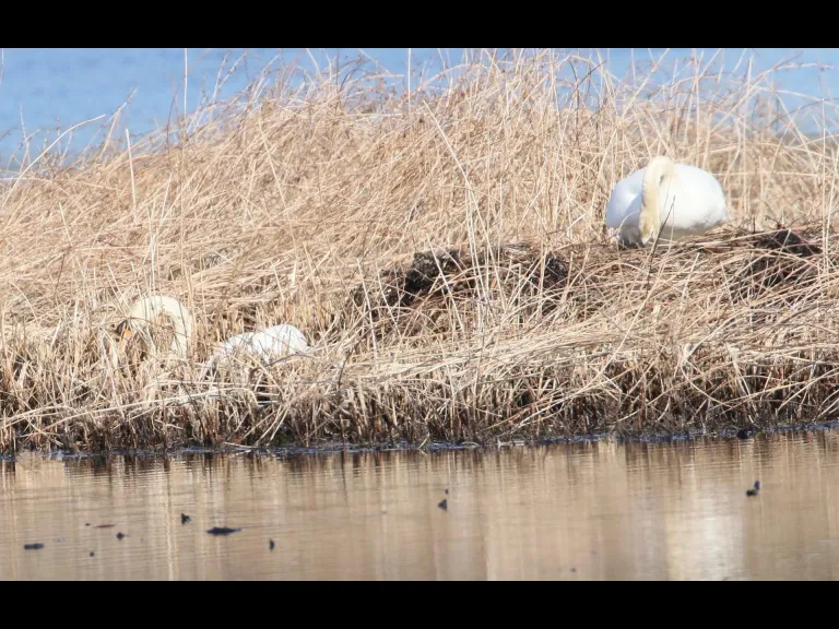 A mute swan at Bartlett Pond in Northborough, photographed by Steve Forman.