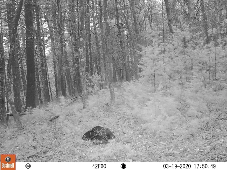 A beaver at SVT's Memorial Forest in Sudbury, photographed with an automatically triggered wildlife camera by Craig Smith.