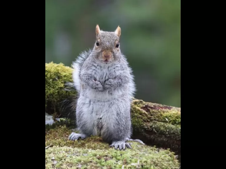 A black-capped chickadee in Sudbury, photographed by Sue Feldberg.