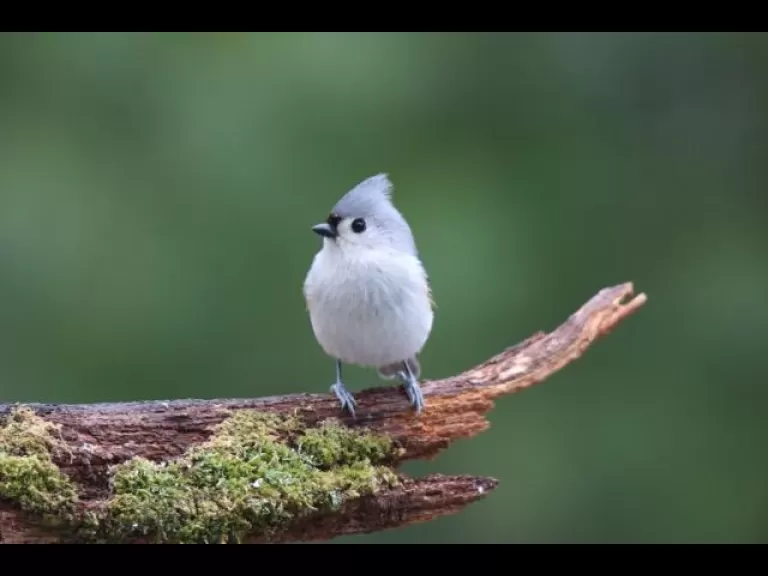 A black-capped chickadee in Sudbury, photographed by Sue Feldberg.