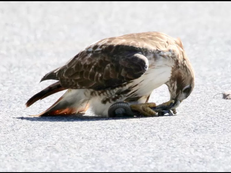 A red-tailed hawk with a snake in Framingham, photographed by Steve Forman.