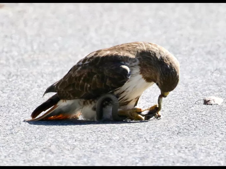 A red-tailed hawk with a snake in Framingham, photographed by Steve Forman.
