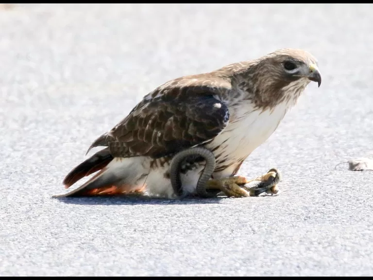 A red-tailed hawk with a snake in Framingham, photographed by Steve Forman.