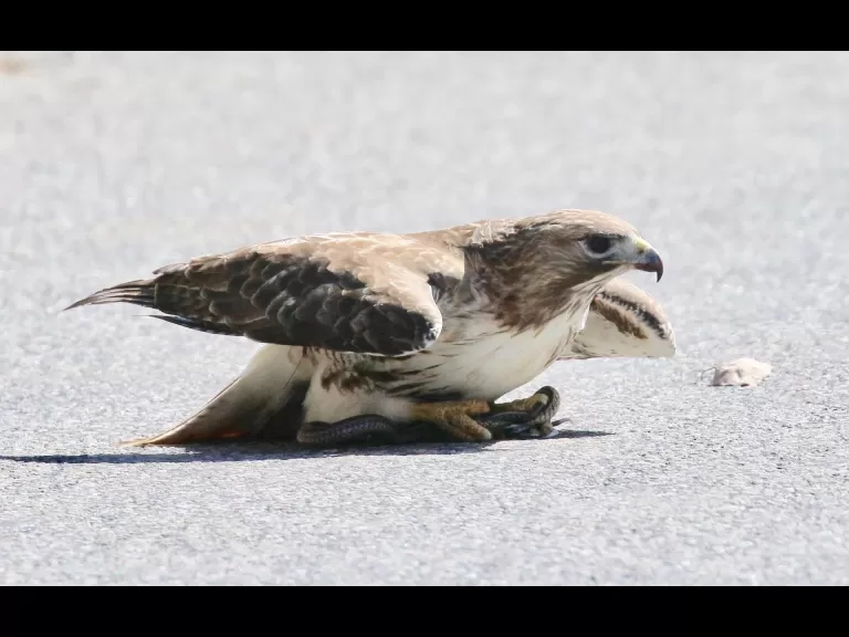 A red-tailed hawk with a snake in Framingham, photographed by Steve Forman.