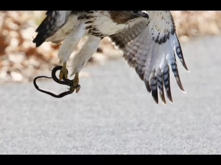 A red-tailed hawk with a snake in Framingham, photographed by Steve Forman.