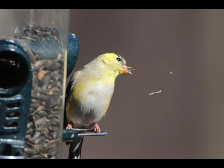 An American goldfinch in Bolton, photographed by Jon Turner.