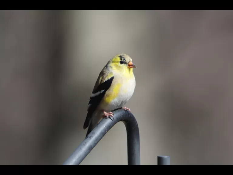An American goldfinch in Bolton, photographed by Jon Turner.