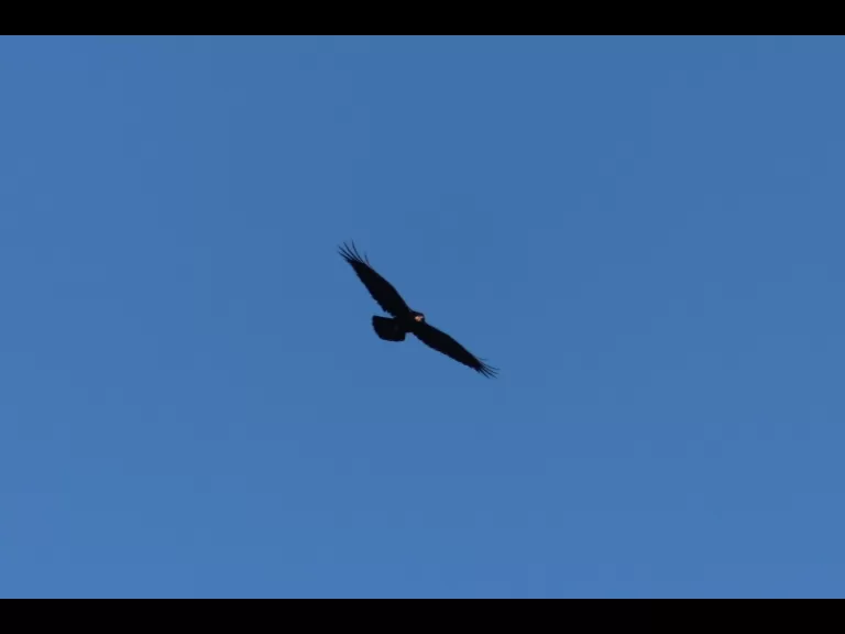 An American goldfinch in Bolton, photographed by Jon Turner.