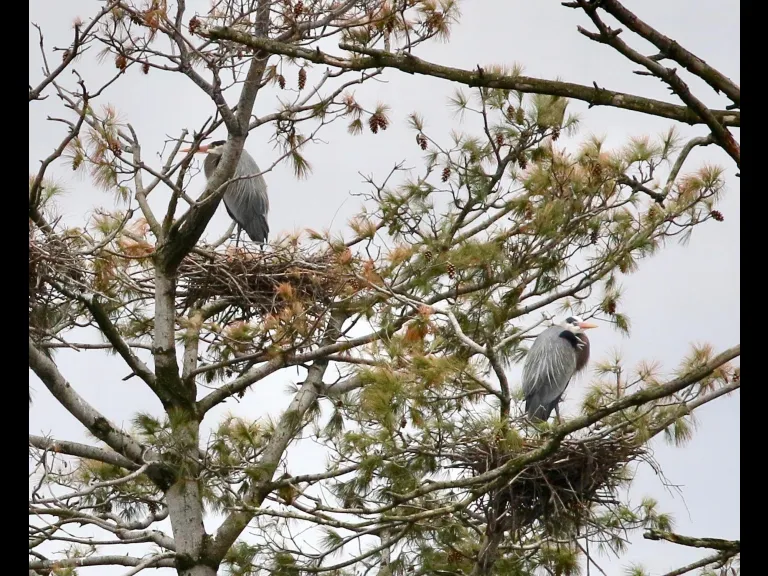 Great blue herons on the Sudbury Reservoir in Southborough, photographed by Steve Forman.