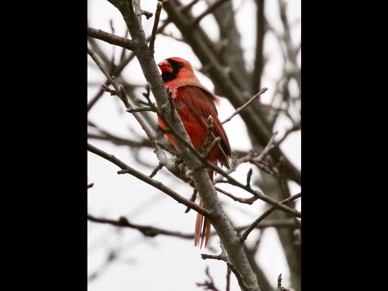 An American robin at Breakneck Hill Conservation Land in Southborough, photographed by Steve Forman.