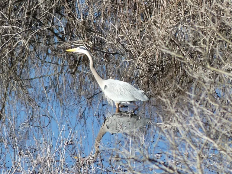 A great blue heron in Lincoln, photographed by Harold McAleer.