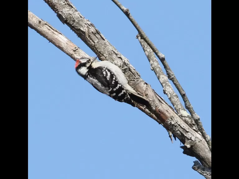 A downy woodpecker at Breakneck Hill Conservation Land in Southborough, photographed by Steve Forman.