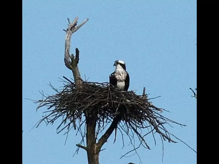 An osprey at Assabet River National Wildlife Refuge, photographed by Dan Trippe.