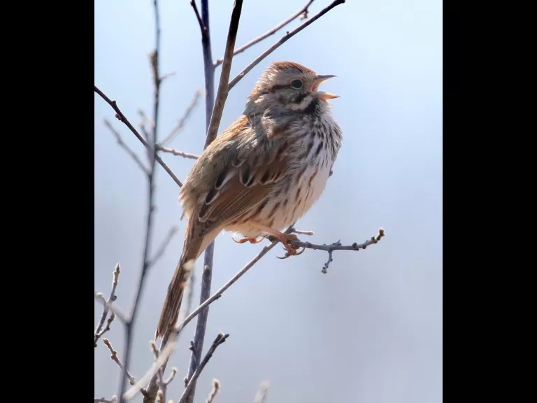 A downy woodpecker at Breakneck Hill Conservation Land in Southborough, photographed by Steve Forman.