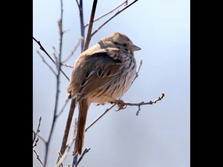 A downy woodpecker at Breakneck Hill Conservation Land in Southborough, photographed by Steve Forman.