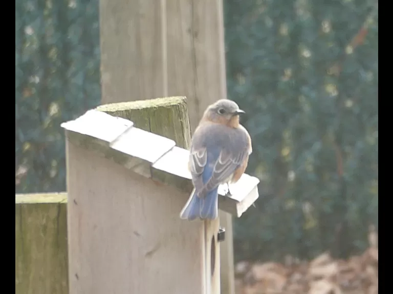 An eastern bluebird in Westborough, photographed by John Carter.