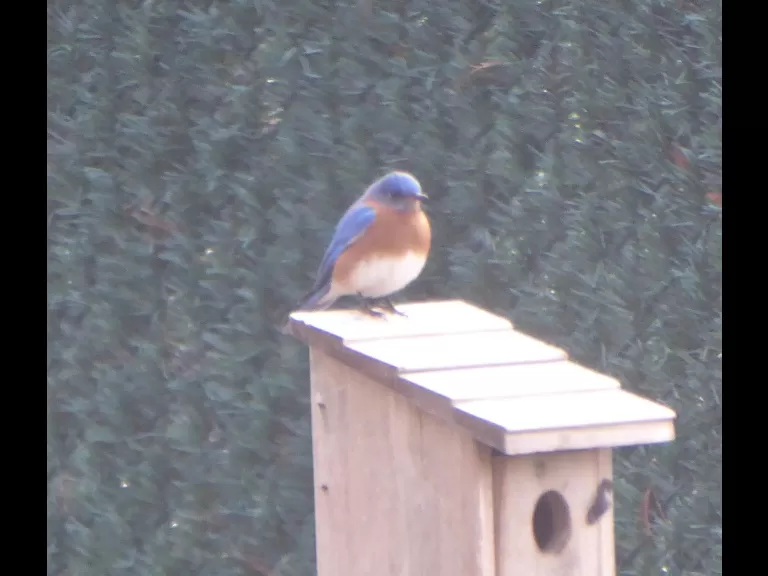 An eastern bluebird in Westborough, photographed by John Carter.