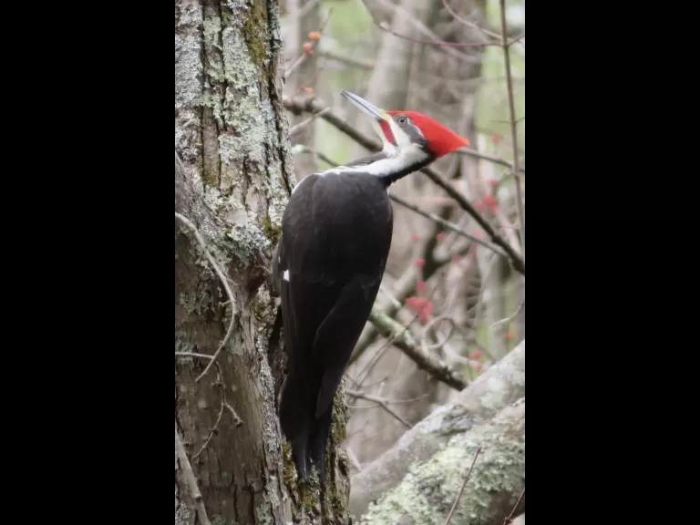 A pileated woodpecker in Sudbury, photographed by Irene Gruenfeld.