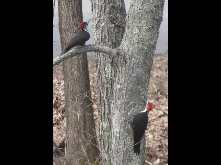 A pileated woodpecker in Sudbury, photographed by Irene Gruenfeld.