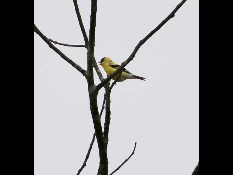 An American goldfinch at Breakneck Hill Conservation Land in Southborough, photographed by Steve Forman.