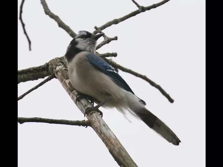 An American goldfinch at Breakneck Hill Conservation Land in Southborough, photographed by Steve Forman.