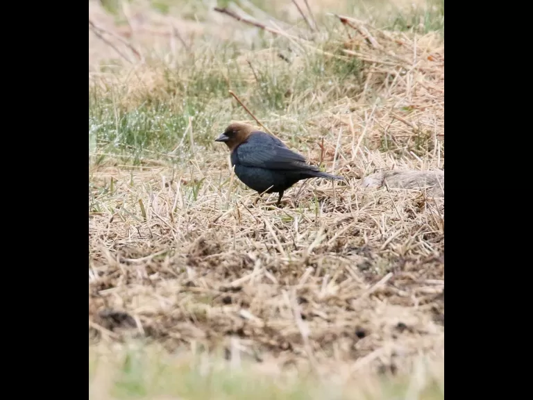 An American goldfinch at Breakneck Hill Conservation Land in Southborough, photographed by Steve Forman.