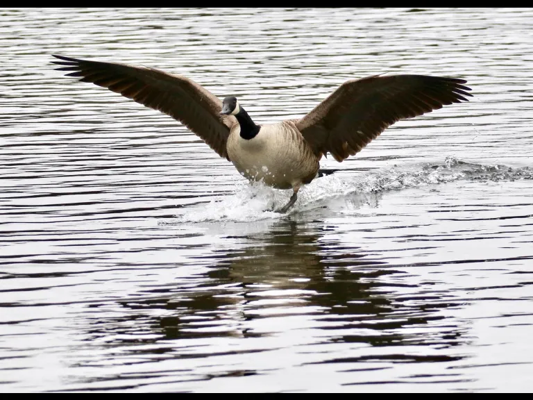 Canada geese at Hager Pond in Marlborough, photographed by Steve Forman.